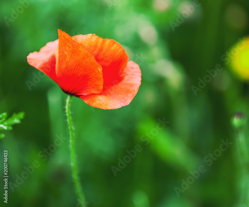 Bright poppy flower, against a green lawn background, beautiful natural summer floral background