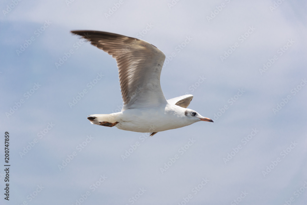 Fototapeta premium Bird Seagull fly at Bangpoo Resort Samutprakarn Thailand