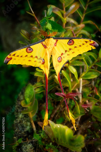 Madagascan Moon Moth photo