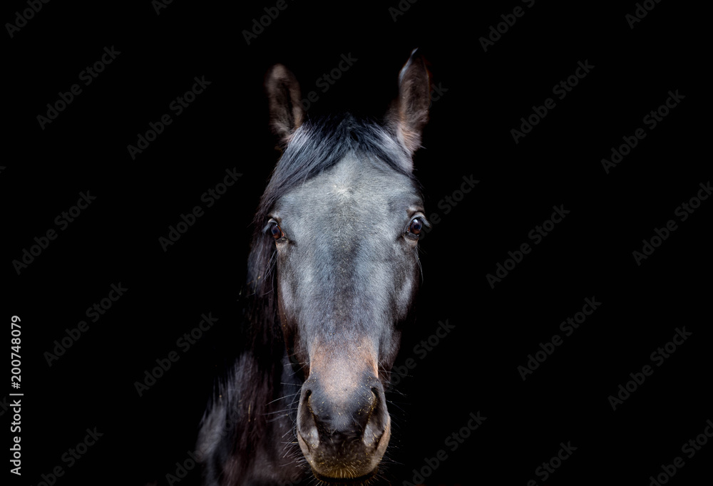 Fototapeta premium Schöne Pferdeportait auf schwarzem Bildhintergrund.