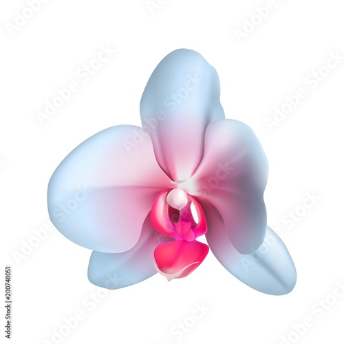 Colored exotic orchid realistic isolated. Vector illustration of beautiful tropical flower