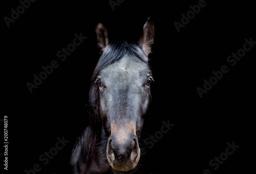 Schöne Pferdeportait auf schwarzem Bildhintergrund.