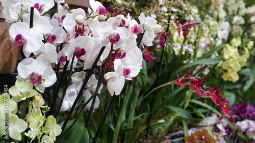 Beautiful blooming orchid flower in the garden with natural green floral background. Amazing plants for postcard and agriculture design with space for text. Phalaenopsis orchid. photo