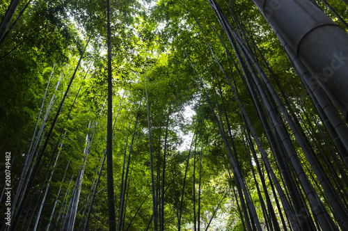 Bamboo grove in Kyoto