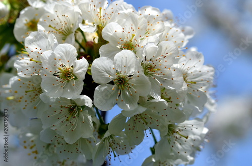 Blühender Zweig im Frühling