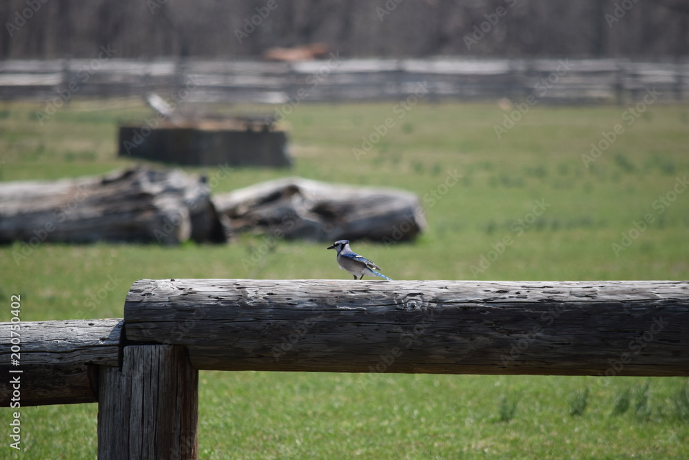 Fototapeta premium Blue Jay perched on a wooden post