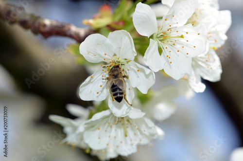 Biene befruchet eine Apfelblüte © christiane65
