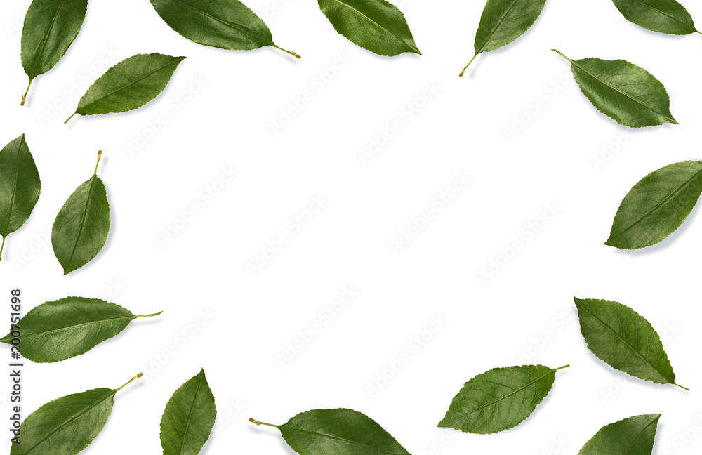 Fototapeta premium Fresh green leaves composition. Frame of leaves isolated on white background. Top view, flat lay