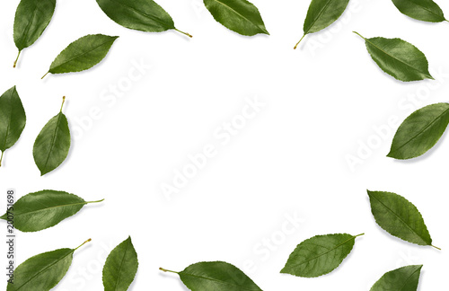 Fresh green leaves composition. Frame of leaves isolated on white background. Top view, flat lay