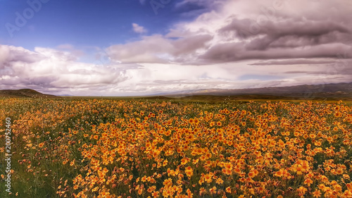 A Field of Wildflowers © A Luna Blue