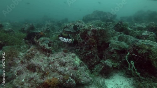 Clown Triggerfish - Balistoides conspicillum swim over reef
 photo