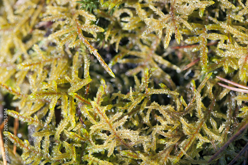 green moss macro