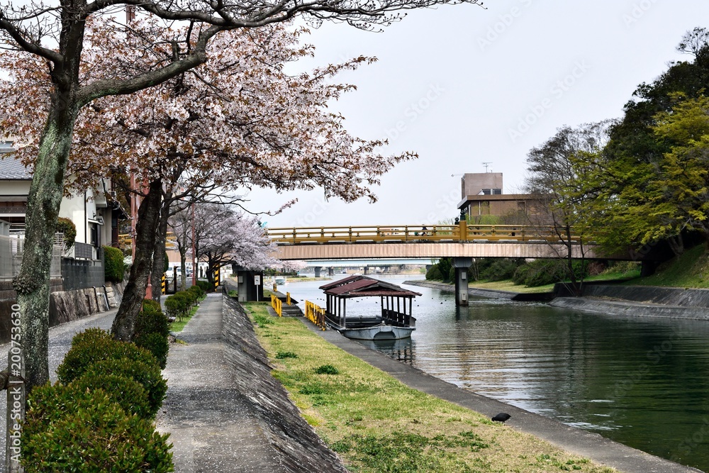 Naklejka premium 瀬田川沿いの桜