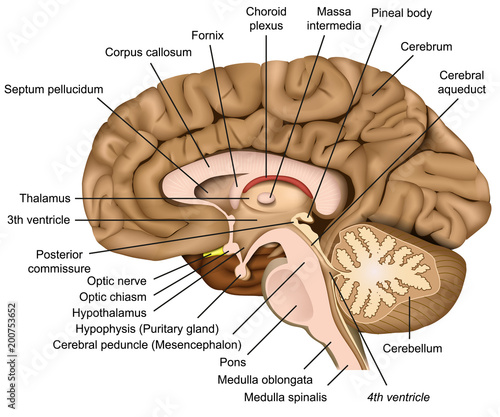 Anatomy of the human brain, vector illustration