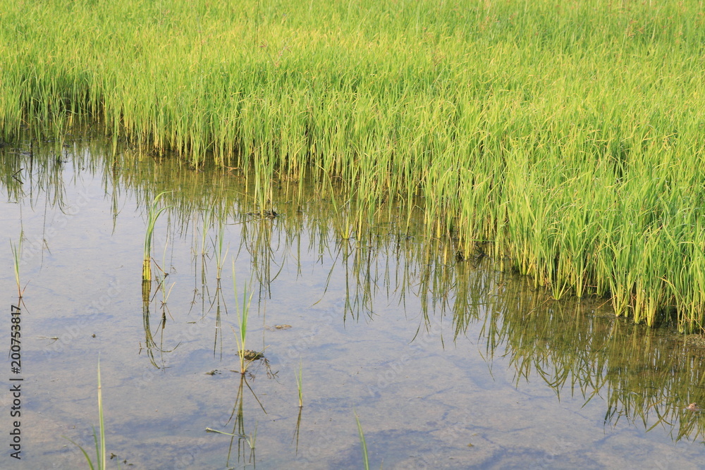 Close up the young rice and reflection on water in the rice field Close up the young rice and reflection on water in the rice field