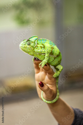 Chameleon Furcifer pardalis Ambolobe 2 years old, Madagascar endemic Panther chameleon in angry state, pure Ambilobe photo