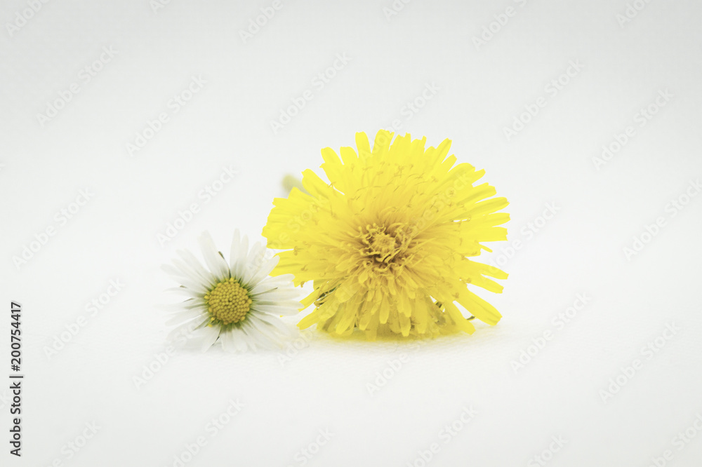 custom made wallpaper toronto digitalTwo flowers, chamomile, dandelion. On a white background.