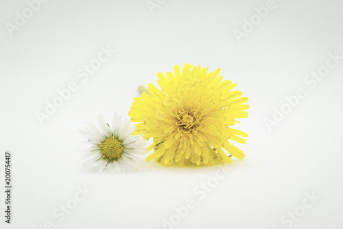 Wallpaper Mural Two flowers, chamomile, dandelion. On a white background. Torontodigital.ca