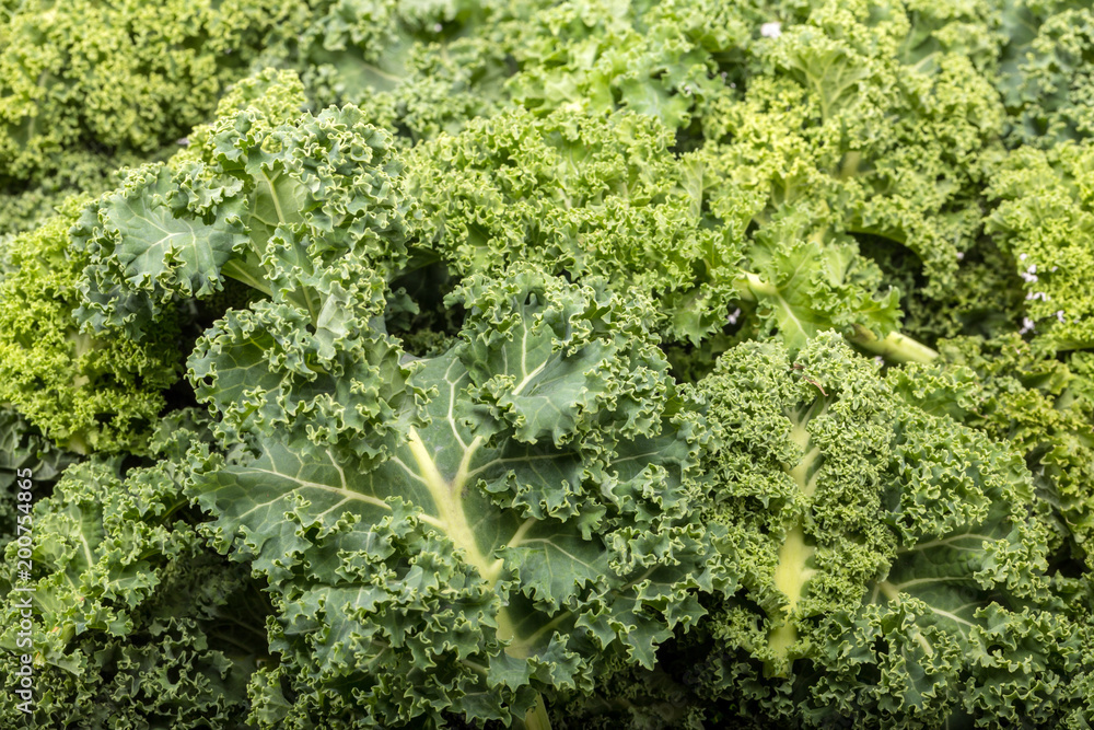 A healthy fresh curly kale A healthy fresh curly kale