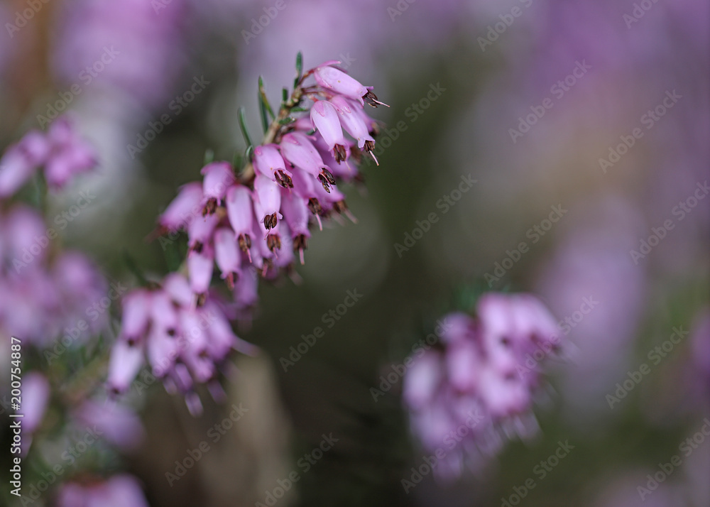 rosa Blüten der Heide Makroaufnahme mit Bokeh und Textfreiraum rosa Blüten der Heide Makroaufnahme mit Bokeh und Textfreiraum