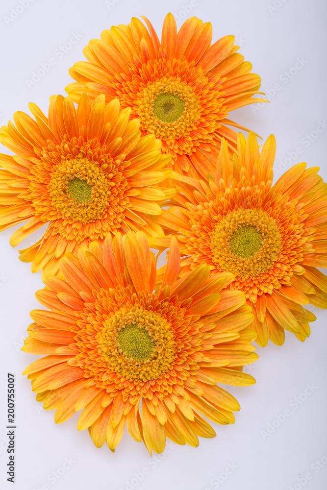 Subtle orange gerbera flowers on white background Subtle orange gerbera flowers on white background
