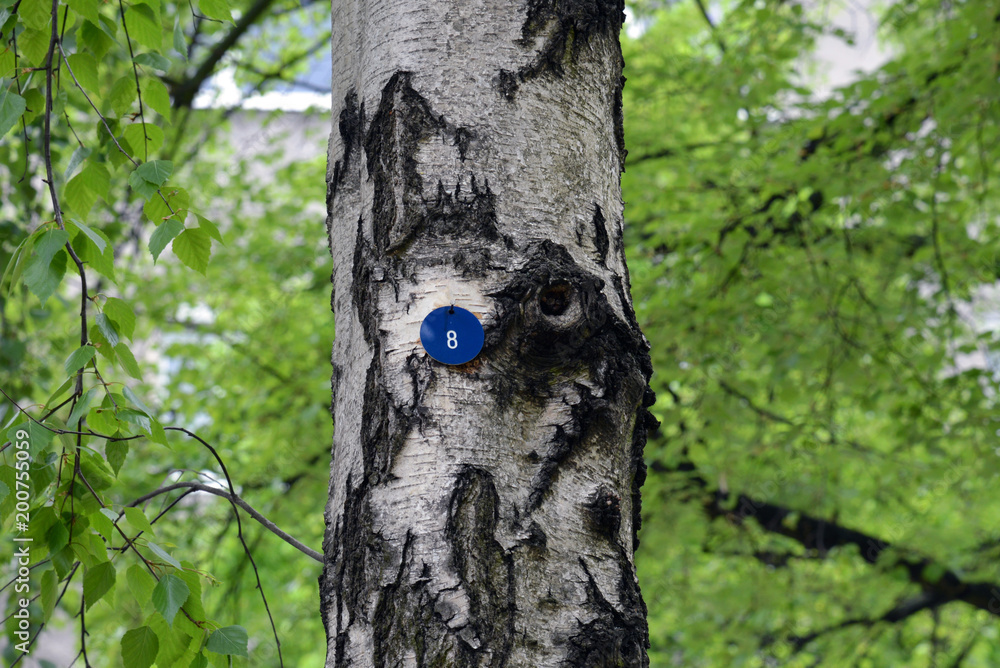 Obraz premium tree number 8 in Berlin