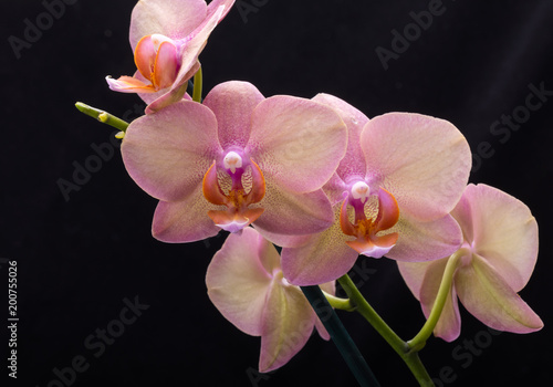 Pastel orchid flower isolated on black background