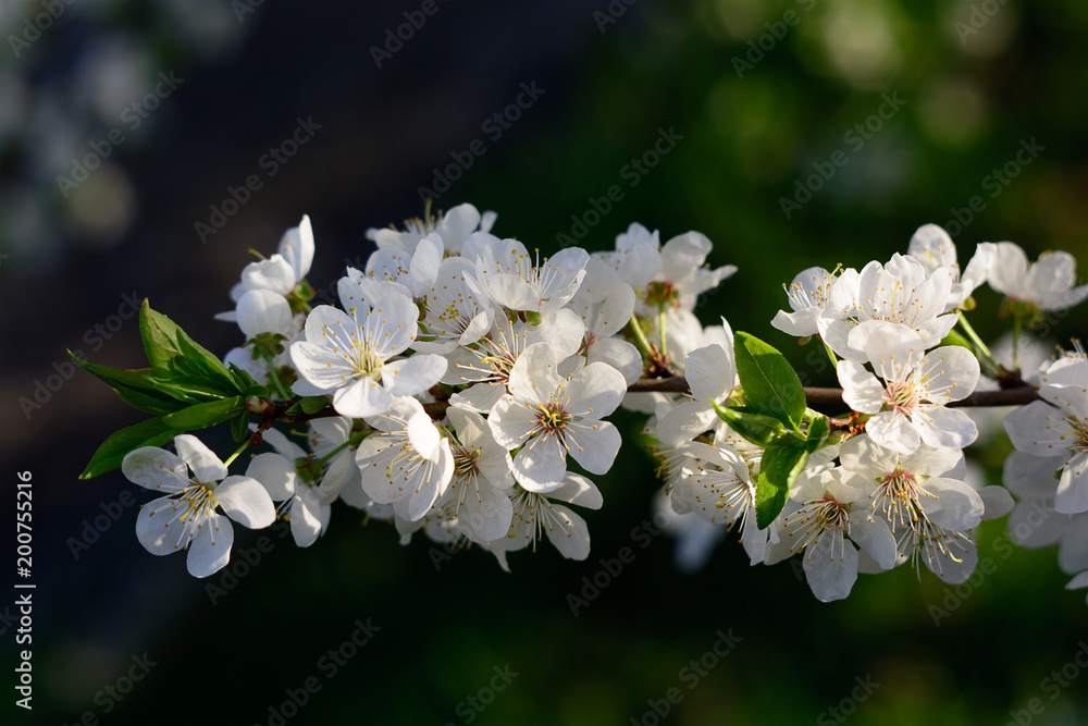 Blossoming stem of a fruit tree in the garden. White blossom on green background. Many spring flowers on branch of apple or aliche tree.