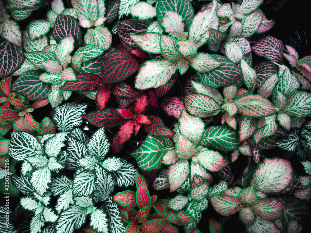 Green leaf texture. Leaf texture background Green leaf texture. Leaf texture background
