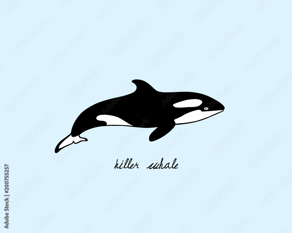 Hand drawn killer whale