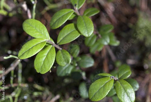 Wallpaper Mural Cowberry leaves macro Torontodigital.ca