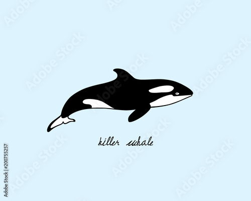 Hand drawn killer whale