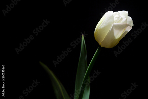 White Tulip portrait closeup under a dim light on black background (framing horizontal)