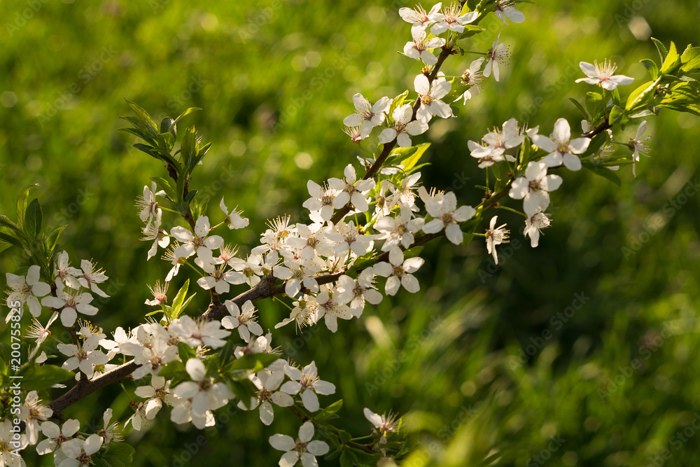 Blossoming stem of a fruit tree in the garden. White blossom on green background. Many spring flowers on branch of apple or aliche tree.