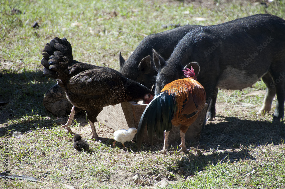 Ka Chuan village Cambodia, pigs with snout in feed trough with chickens Ka Chuan village Cambodia, pigs with snout in feed trough with chickens