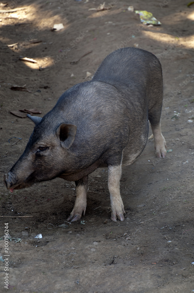 Ka Chuan Village Cambodia,  pig wandering around village