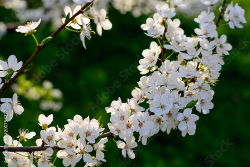 Obraz na płótnie Blossoming stem of a fruit tree in the garden. White blossom on green background. Many spring flowers on branch of apple or aliche tree. w salonie