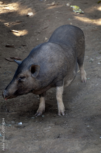 Ka Chuan Village Cambodia,  pig wandering around village