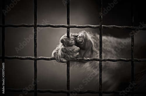 Chimpanzee holding the cage