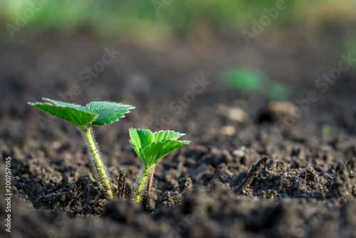 Young strawberry plant in soil