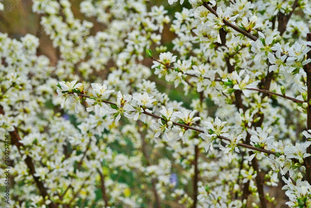 White flowers of Bush Cherry (Prunus Japonica) White flowers of Bush Cherry (Prunus Japonica)