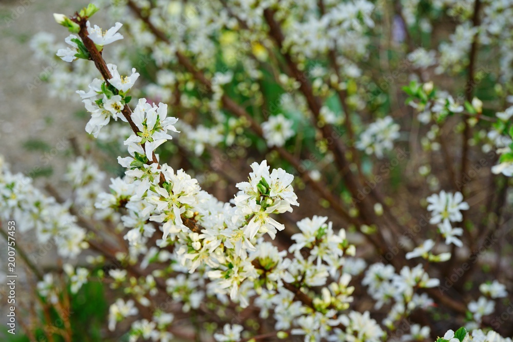 White flowers of Bush Cherry (Prunus Japonica) White flowers of Bush Cherry (Prunus Japonica)