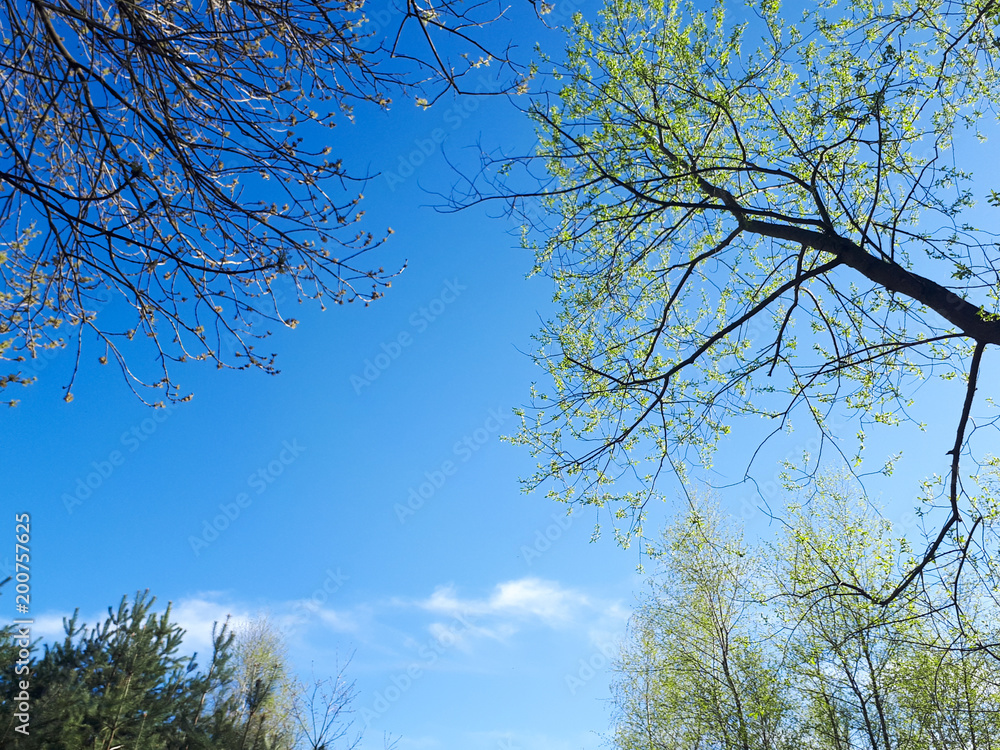 Fototapeta premium Trees in the forest - the crown of leaves against the sky