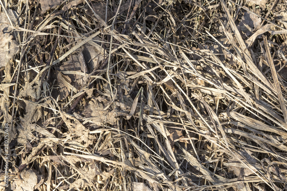 dry grass texture