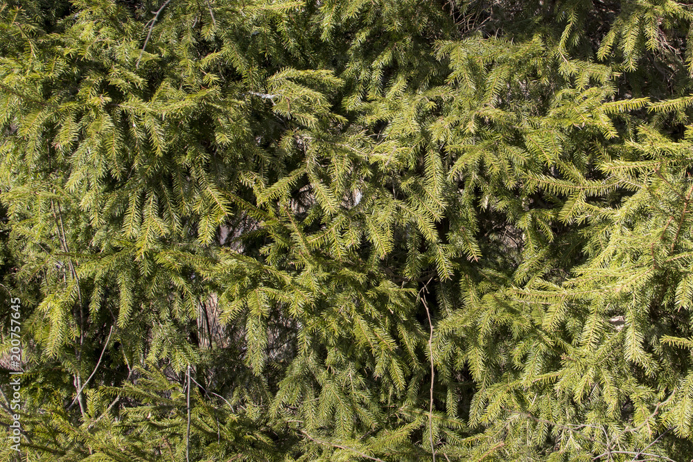 Fototapeta premium the texture of fir branches