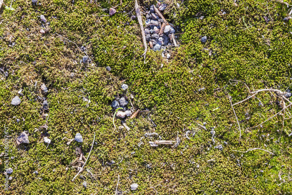 Living green moss with stones and branches. Horizontal. Close up. Living green moss with stones and branches. Horizontal. Close up.