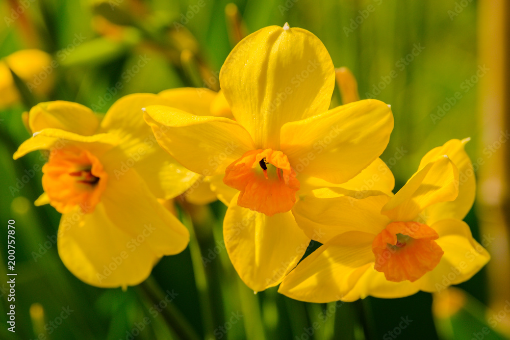 Tree blossoming yellow flowers in flowerbed in spring