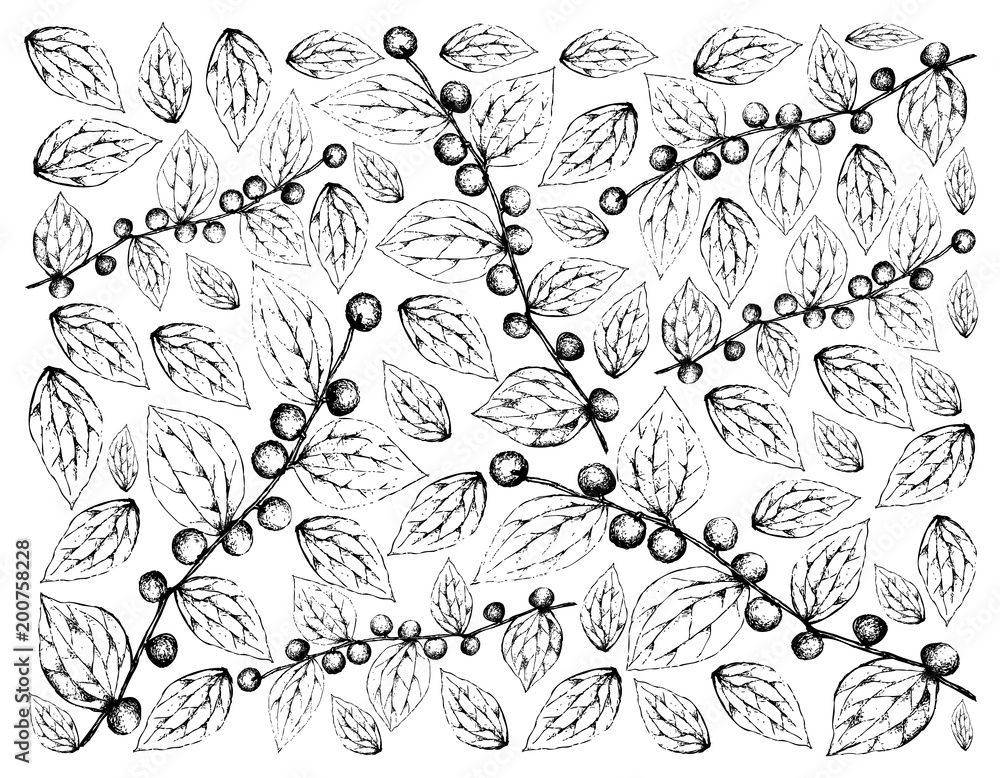 Fototapeta premium Hand Drawn Background of Jackal Jujube Fruits