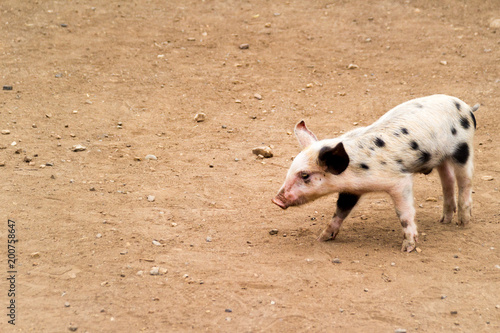 Pig on a dirt floor photograph