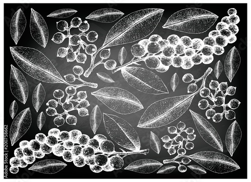 Hand Drawn Carallia Brachiata and Antidesma Thwaitesianum Fruits on Chalkboard photo